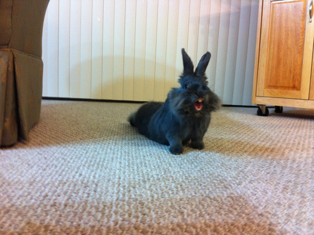 улыбка зайки.jpg