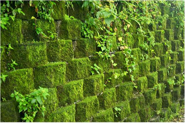 Живая стена.jpg