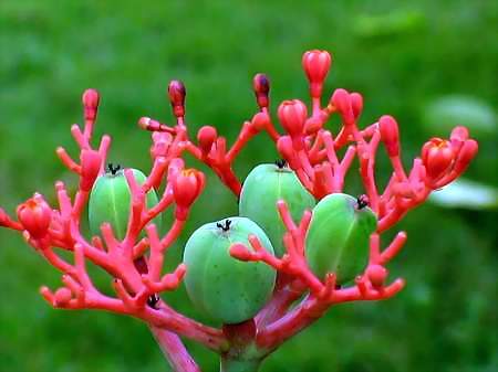 ядовитые растения.jpg