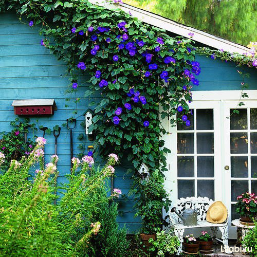 вьюнок-ипомея