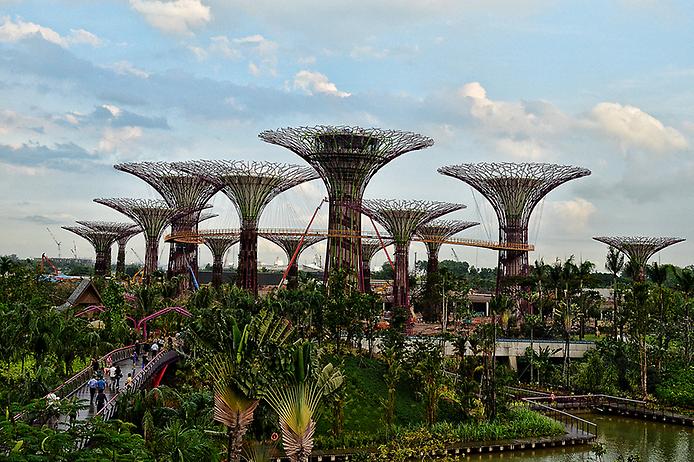 деревья будущего3.jpg