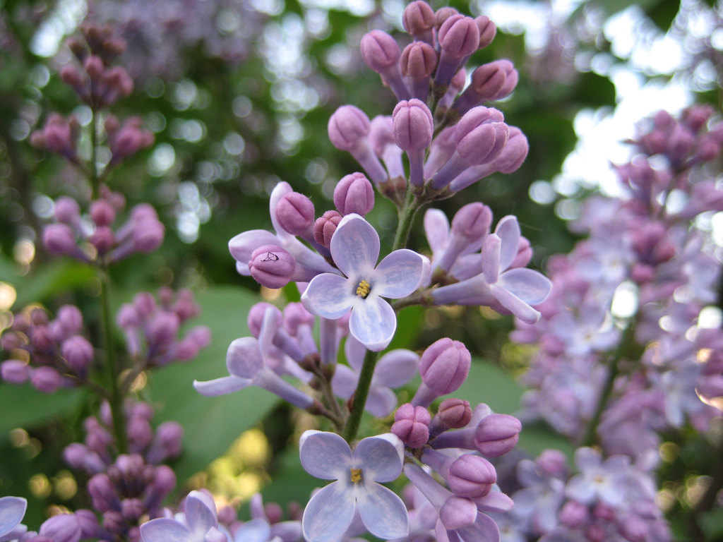 flower-lilac.jpg