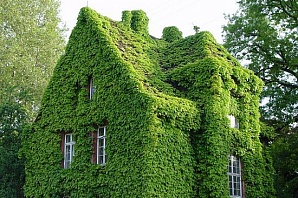 "Зеленые" стены