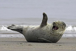 Самые счастливые животные