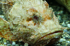 Ядовитые рыбы-драконы наводнили море у побережья Одессы