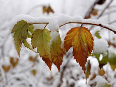 В Нижнем Новгороде ожидается первый снег