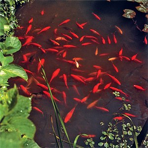 Мини-пруд с рыбками.jpg
