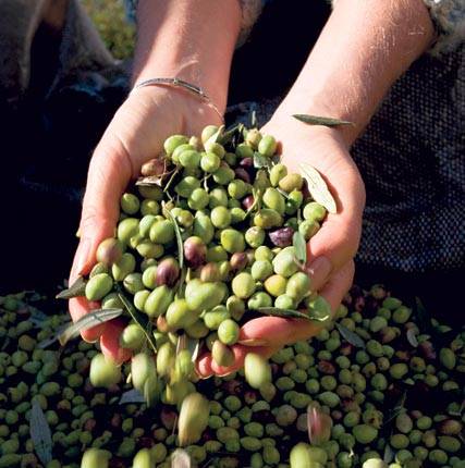 p22-olives.jpeg p22-olives.jpeg