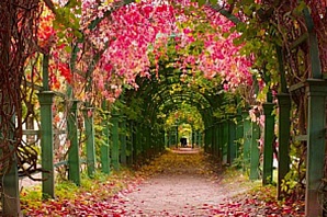 В Автозаводском районе откроется аллея любви