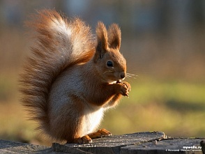 Белка не пустила детей в лагерь