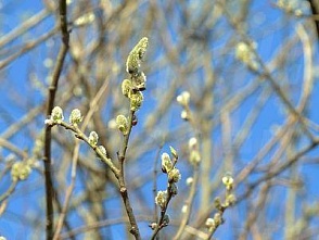 Потепление до +10 ожидается в Нижнем Новгороде