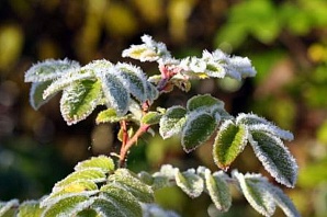 В Нижнем ожидаются заморозки до -2