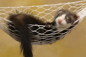 В городе пройдет День хорька