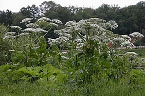 В городе закупят самосвалы для борьбы с борщевиком
