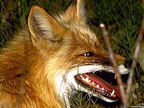 В Перевозском районе зафиксирован случай бешенства