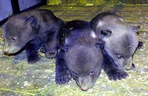 В зоопарке Лимпопо родились медвежата