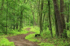 Пропавшая бабушка нашлась в лесу