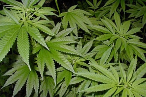 Курение марихуаны снижает уровень IQ на 10 пунктов