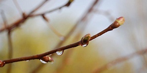 Сегодня утром в Нижнем Новгороде прошел первый весенний дождь