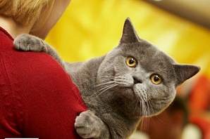 Кошек редкой породы увидят нижегородцы