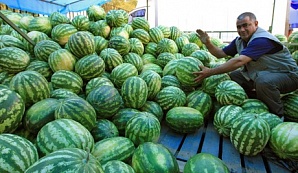 Ранние арбузы вполне безопасны