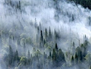 Природные пожары в России уменьшились в 2 раза, а их площадь увеличилась